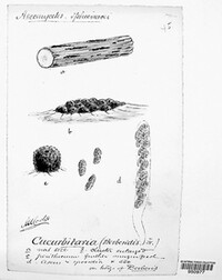 Cucurbitaria berberidis image